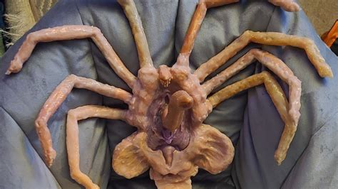 porn facehugger|Alien Facehuggers Porn Videos .